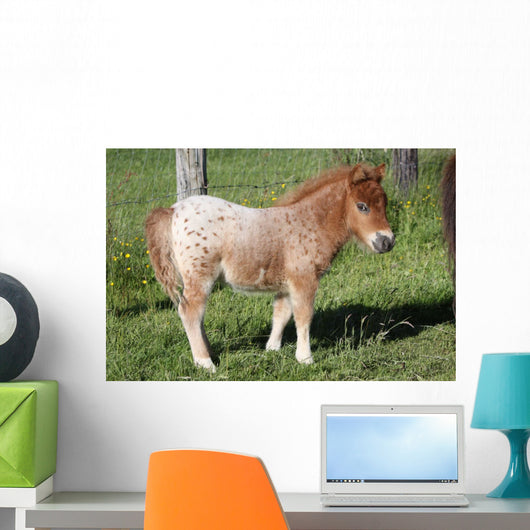 Shetlandpony Wall Mural