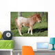 Shetlandpony Wall Mural