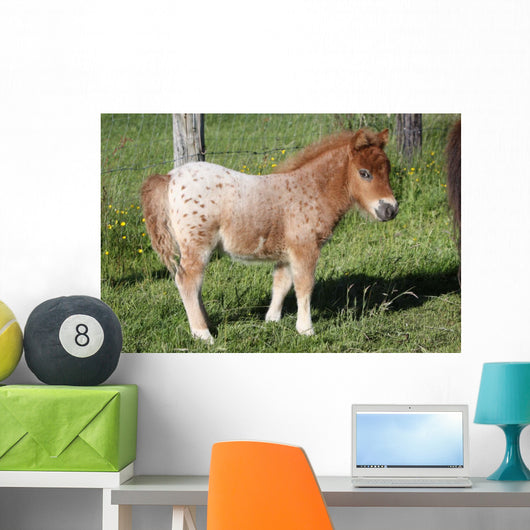 Shetlandpony Wall Mural