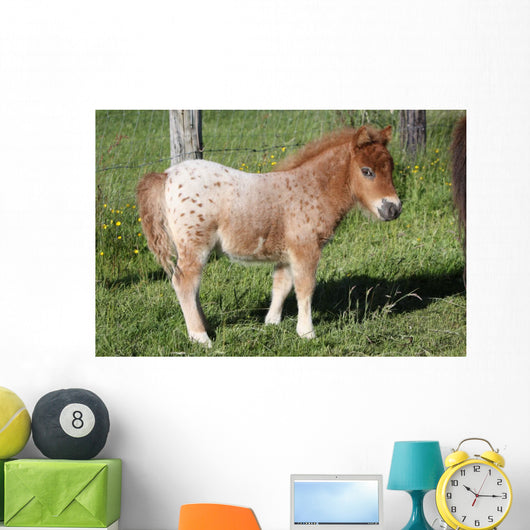 Shetlandpony Wall Mural