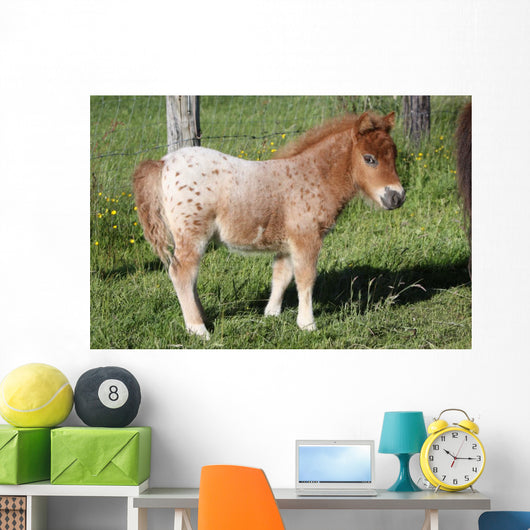 Shetlandpony Wall Mural