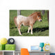Shetlandpony Wall Mural