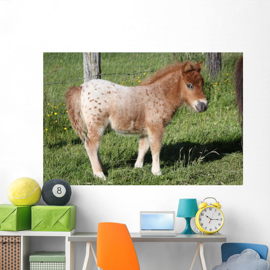 Shetlandpony Wall Mural