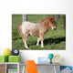 Shetlandpony Wall Mural