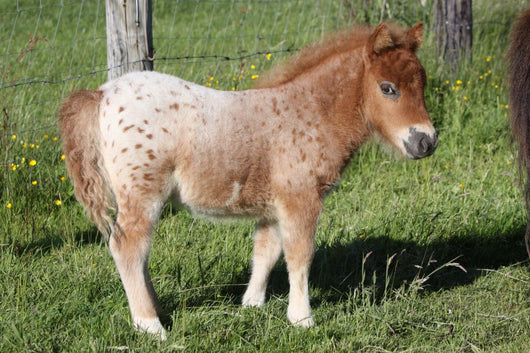 Shetlandpony Wall Mural