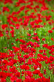 Poppy Field Wall Mural