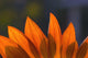 Sunflower Close-Up Wall Mural