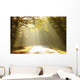 Autumn Scenery of the Forest Road Wall Mural