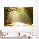 Autumn Scenery of the Forest Road Wall Mural
