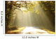 Autumn Scenery of the Forest Road Wall Mural