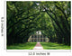 Oak Alley Wall Mural
