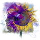 Sunflower Composite Wall Mural