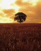 Oak Tree In A Barley Field, Ireland Wall Mural