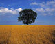 Oak Tree In A Barley Field, Ireland Wall Mural