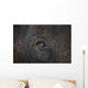 Closeup Of An Animal's Eye Wall Mural