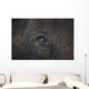 Closeup Of An Animal's Eye Wall Mural
