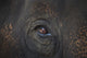 Closeup Of An Animal's Eye Wall Mural