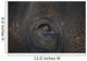 Closeup Of An Animal's Eye Wall Mural