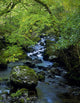 Stream Flowing Through A Forest Wall Mural
