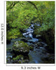 Stream Flowing Through A Forest Wall Mural