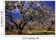 Apple Trees In An Orchard, County Armagh, Republic Of Ireland Wall Mural