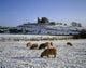 Sheep On A Snow Covered Landscape In Front Of A Castle Wall Mural