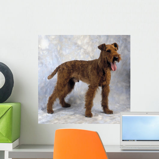Irish Terrier Wall Mural