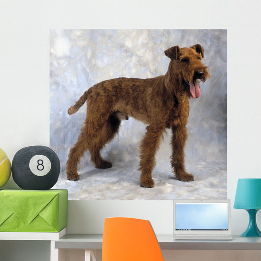 Irish Terrier Wall Mural