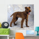 Irish Terrier Wall Mural