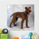 Irish Terrier Wall Mural