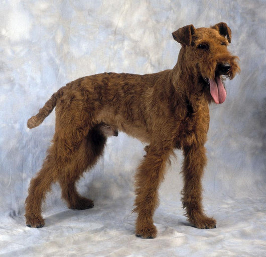 Irish Terrier Wall Mural