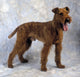 Irish Terrier Wall Mural