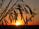 Sunset Field Wall Decal Design 2