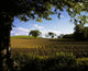 Ploughed Field, Potato Field, Ireland Wall Mural