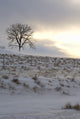 Winter Landscape Wall Mural