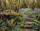 Ardcarrig Gardens, Co Galway, Ireland Wall Mural