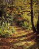 Woodland Path, Mount Stewart, Ards Peninsula, Co Down, Ireland Wall Mural