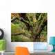 Lichen Covered Apple Tree, Walled Garden, Ilnacullin, Co Cork, Ireland Wall Mural