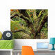 Lichen Covered Apple Tree, Walled Garden, Ilnacullin, Co Cork, Ireland Wall Mural
