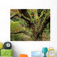 Lichen Covered Apple Tree, Walled Garden, Ilnacullin, Co Cork, Ireland Wall Mural