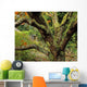 Lichen Covered Apple Tree, Walled Garden, Ilnacullin, Co Cork, Ireland Wall Mural