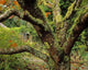 Lichen Covered Apple Tree, Walled Garden, Ilnacullin, Co Cork, Ireland Wall Mural