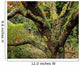 Lichen Covered Apple Tree, Walled Garden, Ilnacullin, Co Cork, Ireland Wall Mural