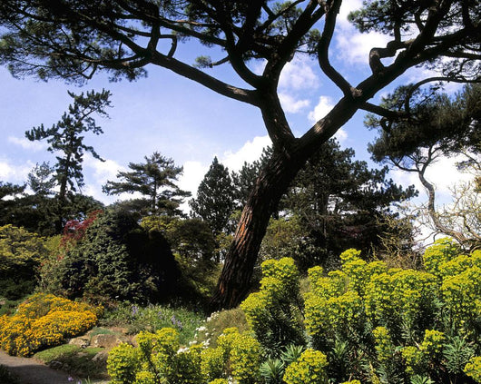 Irish National Botanic Gardens Wall Mural