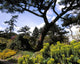 Irish National Botanic Gardens Wall Mural