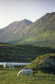 Horses Grazing On A Landscape, County Kerry, Republic Of Ireland Wall Mural