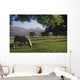 Horse Grazing On A Landscape Wall Mural