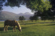 Horse Grazing On A Landscape Wall Mural