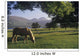 Horse Grazing On A Landscape Wall Mural