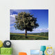 Hawthorn Tree On A Landscape, Ireland Wall Mural